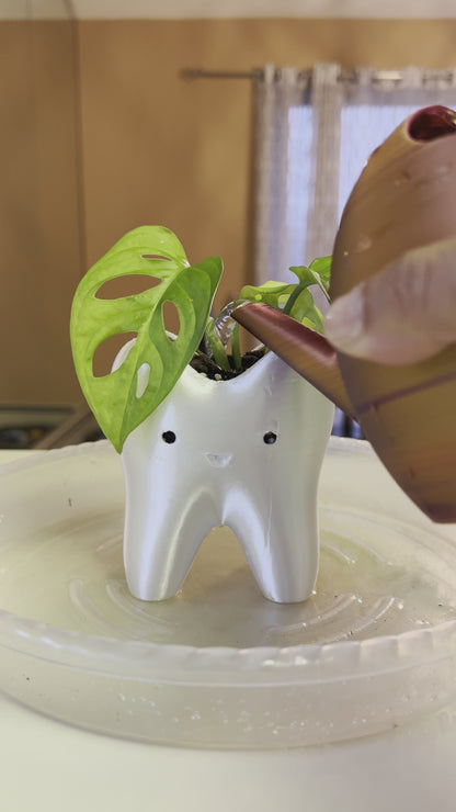 Crying tooth planter